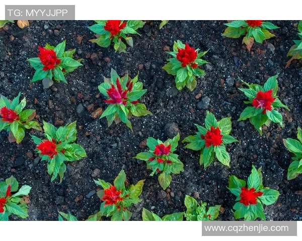 张静专访：探寻网球背后的成功秘诀与奋斗历程